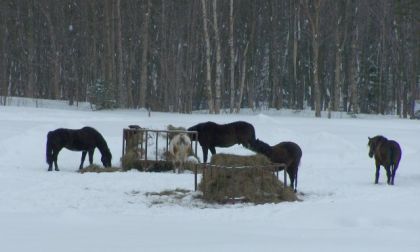 Des chevaux aux mangeoires en hiver