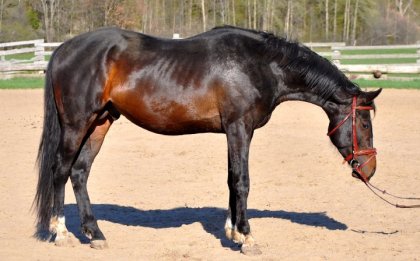 Mon étalon Hanovrien x CSHA  de 3 ans Goldschwarze