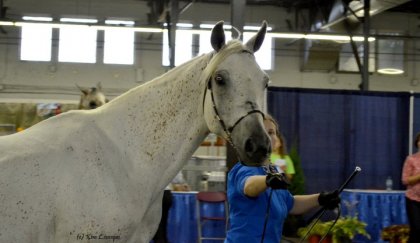 Présentation au licou, expoquébec 2011