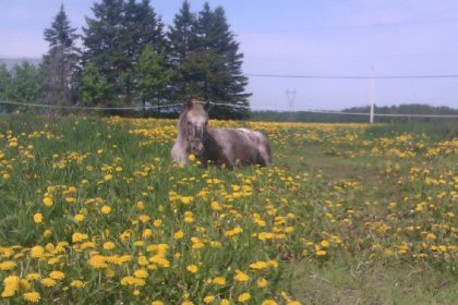 Fancy (ponette de cours du Petit Centre Équestre de Saint-Éloi)...