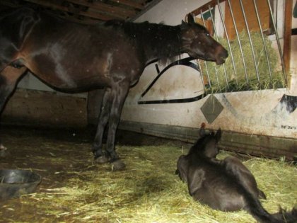 bonne nuit bébé vanzi (L) photo prise hier soir à 48h de vie...