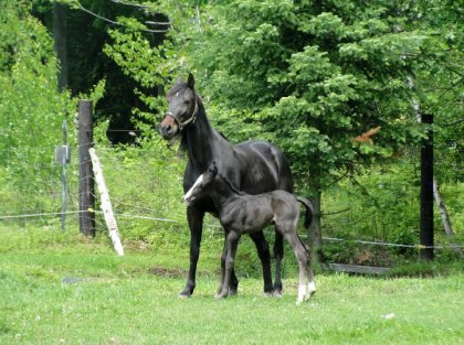 Sweet et sa petite Vanzi ! (chevaux de lili206)