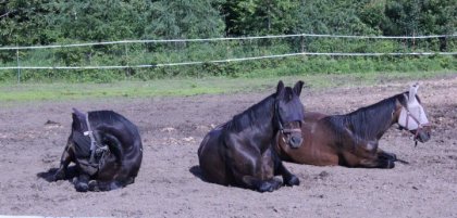 Trois chevaux couchés