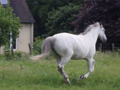 Mon gros bébé d'amour au galop , bientôt cinq ans de balade avec...