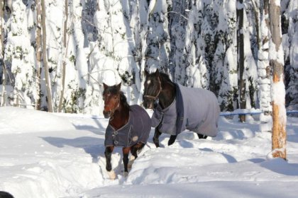 Chevaux &agrave; la retraite chez moi 