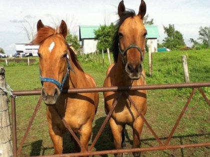 Sunbelle&rockie mon nouveau cheval:D<3