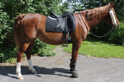 Enfin! Apr&egrave;s 3 ans avec ma Cybelle (21 juin 2010), j'ai fait...