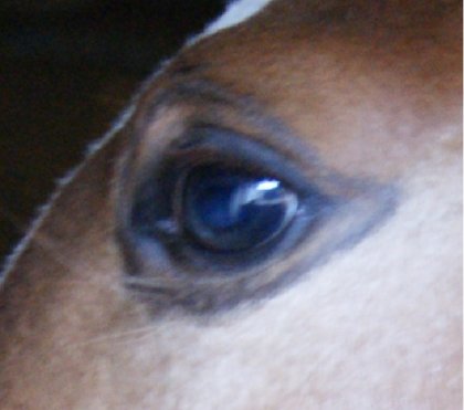 Oeil de mon poulain. Il a l'iris grise, premi&egrave;re fois que je...