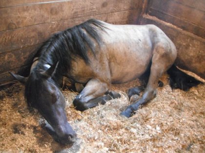 Blue qui fait dodo la tête sur le coté! mignon !
