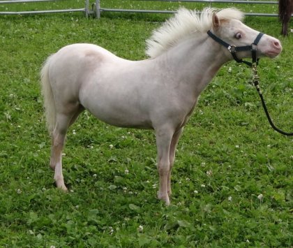 Serena, 4 mois