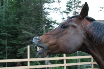 Hickory qui fait des grimaces&#9829;