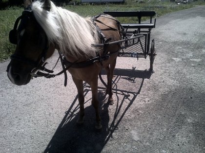mon poney 5ans :)
