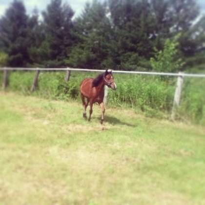 Lena's Peppy Obrien, au champs en cette belle journée :)
