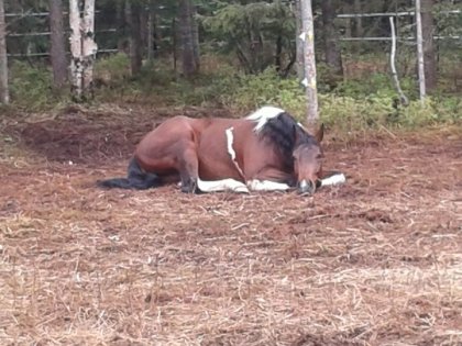 C'est Calypso..notre nouveau cheval! :)