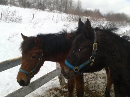 mon ti-coeur à 6mois avec son ami Poker <3 