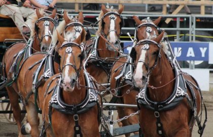 Attelage de 6 chevaux Belge - Propriétaire Mario Nadeau (Parade...