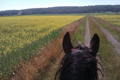 Paysage vu à dos de cheval juste à coté de l'écurie (Le petit...
