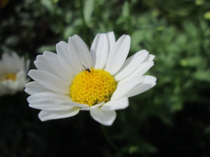 Conseils pour faire de meilleure photo en macro ?
