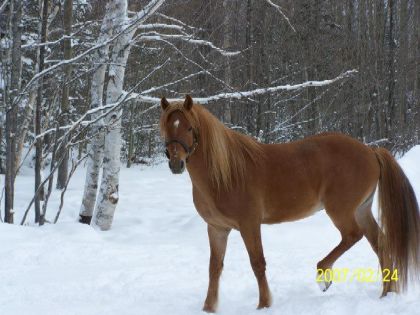 Bromont Grand Duc Mozart! Étalon de notre élevage