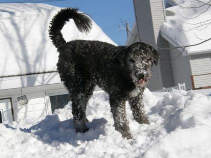 Mon gros chien qui est pleins de neige!