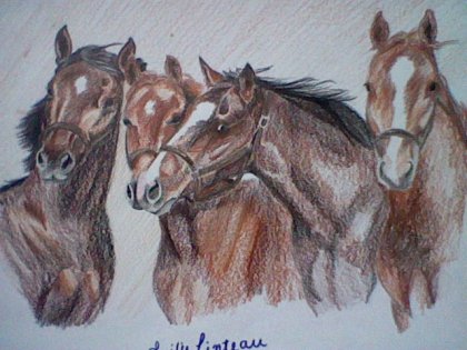 Poulains Quarter horse <3