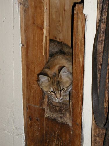 Une des petites chatounnes de l'écurie:)