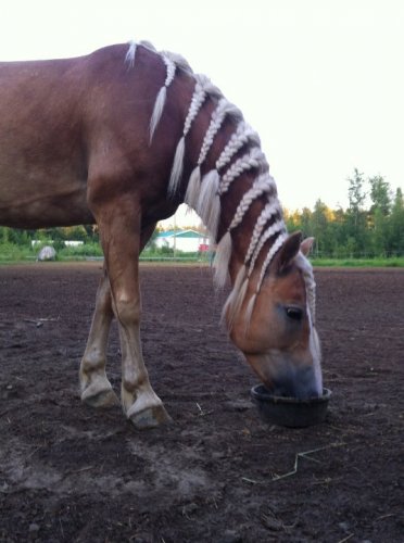 Ma ponette Haflinger