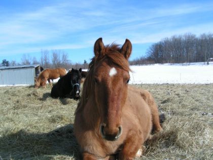Des chevaux couchés