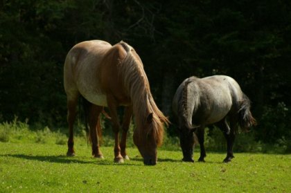 Ma jument Crazy et la ponette de ma nièce, Rosie :)