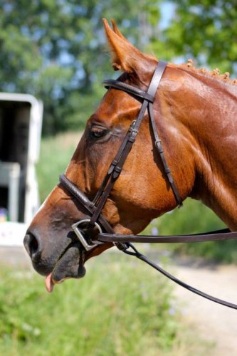 Ladzour, ma pouliche <3