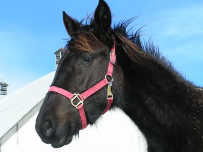 Cheval avec licou rose