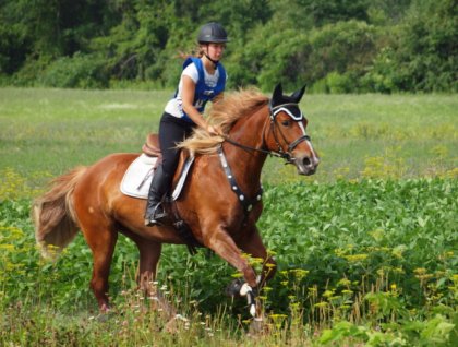 Sur Brazile au PTV du TREC de Mirabel, 28 juillet 2013. Belle...