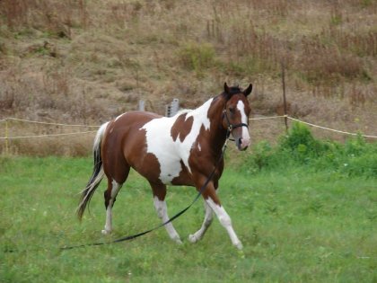 Fly skip imperial, mon amour de paint! 