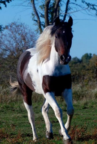 Ma beauté :)