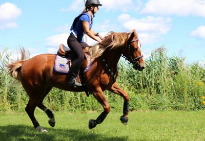 Sur Brazile au PTV du TREC de St-Jude, 10 août 2013. :) Durant...