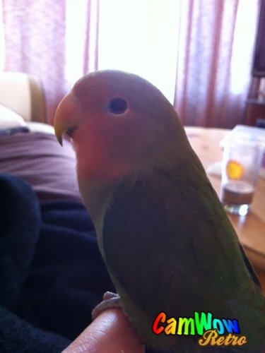 Voici mon inséparable Petit Melon! Le meilleur de tous les...
