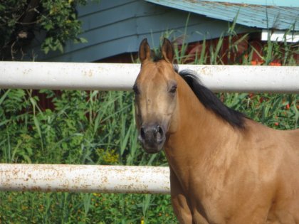 photo par MariePierR Beau bonhomme sa ;)