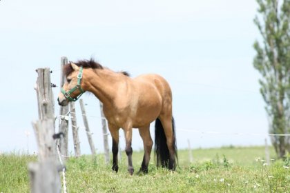 Poney de cours à l'Académie équestre le Havre - Ile d'orléans