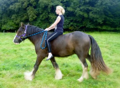 photo par Irishcob83 Avec mon kodan pour le première foi a cru et au licol impec un...