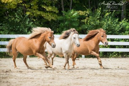 Go poneys!