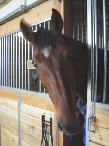 mon cheval Major Dutch. c'est trop un amour ce cheval... Rien...