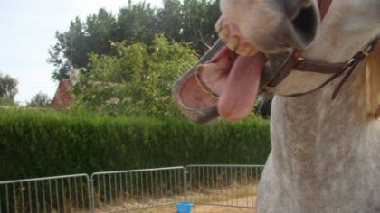 pour les potes