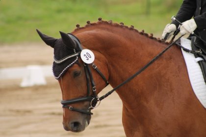 Photo prise dans une compéition de dressage a St-Apollinaire