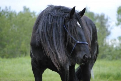 Swiss Shire Fancy's Caméo
