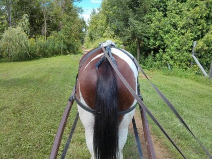 le gros derriere