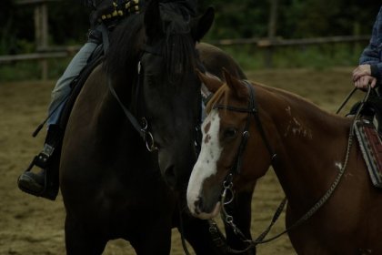 Marley et Lucky qui s'aiment! :)