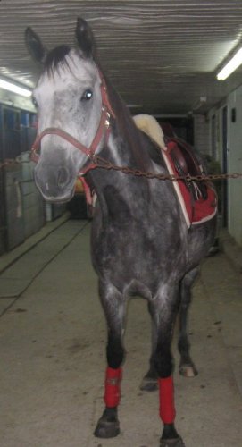 Jument warmblood grise avec accessoires rouges