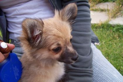 Eliot le petit chien de jennypony