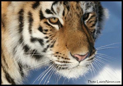 Mazyria, jeune tigre Zoo de Granby
