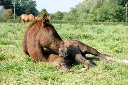 photo par Myhorsez
